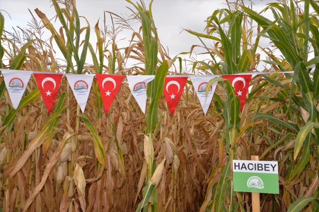 Bursa'da yerli mısırlar Tarla Günü'nde tanıtıldı